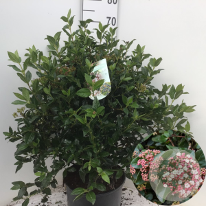 Viburnum tinus 50-60 cm 12L