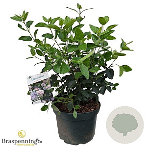 Viburnum tin. Lisarose 40-50 cm 10L