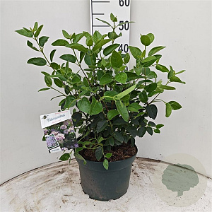 Viburnum tin. Lisarose 40-50 cm 10L