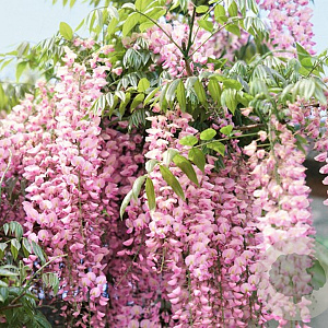 Wisteria brach. 'Showa-beni' 200 cm 3,0L Gestokt