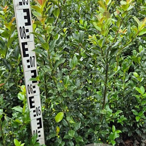 Ilex meserv. Blue Maid 80-100 cm met kluit