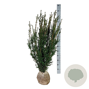 Taxus media 'Hicksii' 100-120 cm met kluit