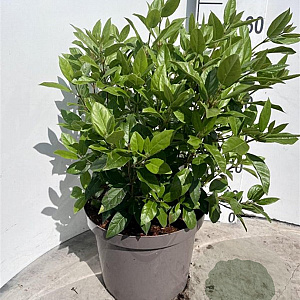 Viburnum tinus 40-50 cm 10L