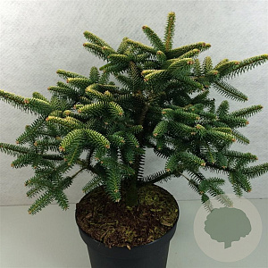Abies pinsapo 'Aurea' 30-40 cm 7,5L