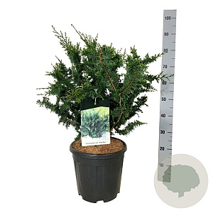 Chamaecyparis p. 'Teddy Bear' 50-60 cm 15L
