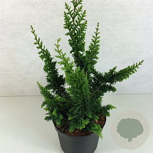 Chamaecyparis p. 'Teddy Bear' 50-60 cm 15L