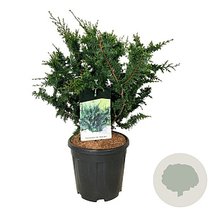 Chamaecyparis p. 'Teddy Bear' 50-60 cm 15L