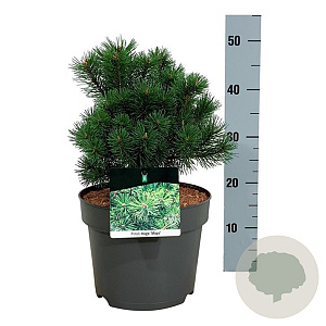 Pinus mugo 'Mops' 25-30 cm 7,5L