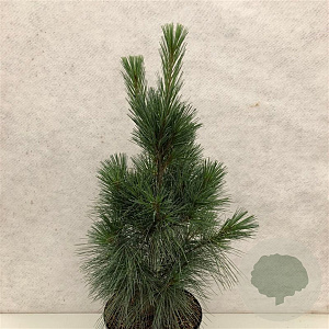 Pinus strobus 'Fastigiata' 70-80 cm 10L