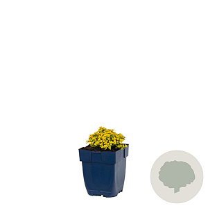 Thymus citriod. 'Sambesi' GM  P11