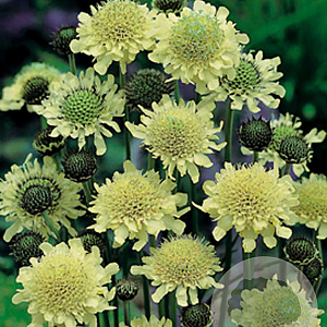 Cephalaria gigantea GM P9