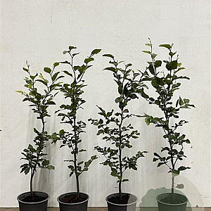 Fagus sylvatica 80-100 cm 2,5L