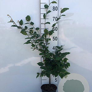 Fagus sylvatica 80-100 cm 2,5L