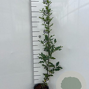 Ilex aquifolium 60-80 cm 2,0L