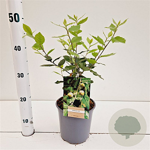 Quercus ilex 40-60 cm 3,0L