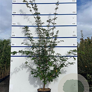 Acer campestre 175-200 cm 7,5L Gestokt