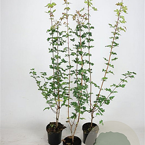 Acer campestre 60-80 cm 2,5L