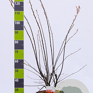 Amelanchier lamarckii 100-125 cm 12L