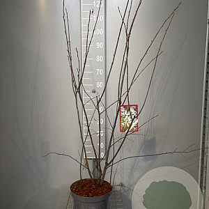 Amelanchier lamarckii 80-100 cm 7,5L