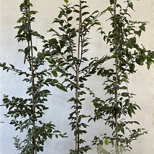 Carpinus betulus 175-200 cm 5,0L Gestokt