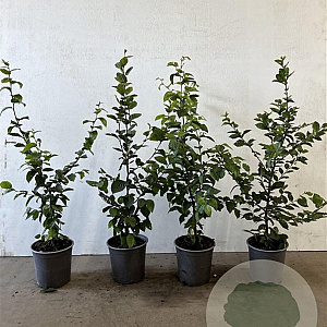 Carpinus betulus 40-60 cm 2,5L