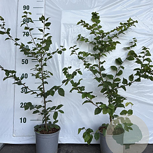 Carpinus betulus 60-80 cm 2,5L