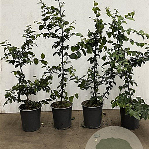 Carpinus betulus 60-80 cm 3,5L