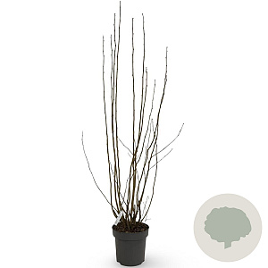 Corylus avellana 125-150 cm 12L