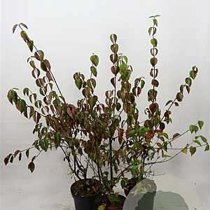 Cornus mas 100-125 cm 7,5L