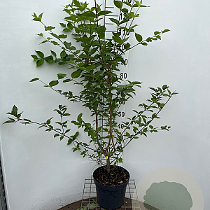 Cornus mas 125-150 cm 7,5L