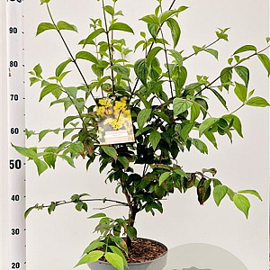 Cornus mas 60-80 cm 7,5L