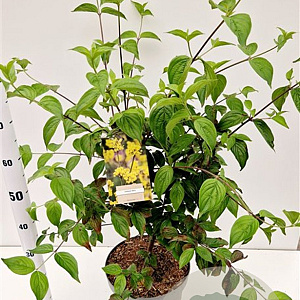 Cornus mas 60-80 cm 7,5L