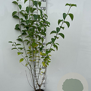 Cornus sanguinea 100-125 cm 5,0L