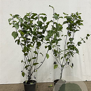 Cornus sanguinea 60-80 cm 2,5L