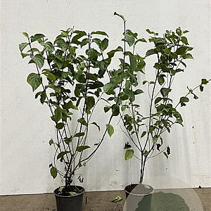 Cornus sanguinea 60-80 cm 2,5L