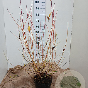 Cornus sang. 'Midwinter Fire' 60-80 cm 7,5L