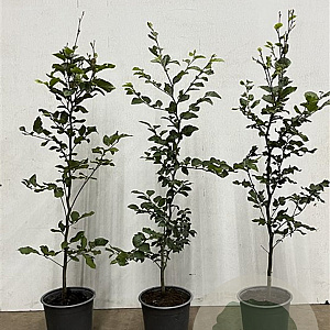 Fagus sylvatica 80-100 cm 3,5L