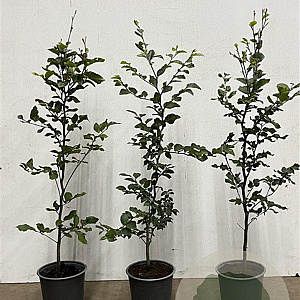 Fagus sylvatica 80-100 cm 3,5L