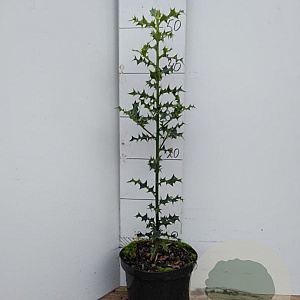 Ilex aquifolium 40-60 cm 2,0L
