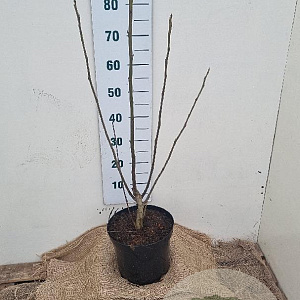 Juglans nigra 80-100 cm 7,5L