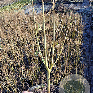 Ligustrum ovalifolium 40-60 cm 2,0L