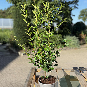 Ligustrum ovalifolium 40-60 cm 2,0L