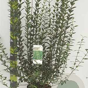 Ligustrum vulg. 'Atrovirens' 100-125 cm 12L