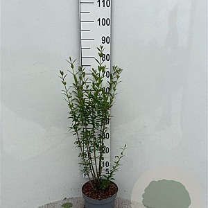 Ligustrum vulg. 'Atrovirens' 60-80 cm 5,0L