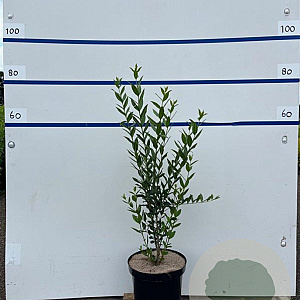 Ligustrum vulg. 'Atrovirens' 60-80 cm 7,5L