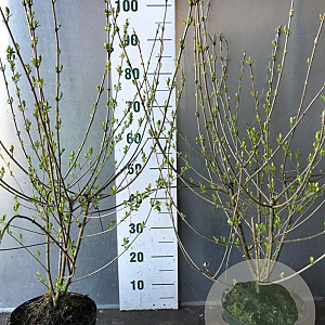 Ligustrum vulg. 'Atrovirens' 80-100 cm 5,0L