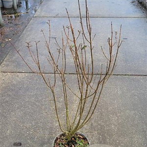 Ligustrum vulg. 'Atrovirens' 80-100 cm 5,0L