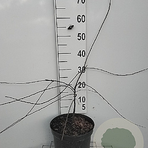 Prunus spinosa 60-80 cm 7,5L