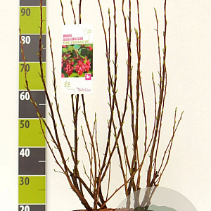 Ribes sang. 'King Edward VII' 60-80 cm 7,5L