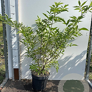 Sambucus nigra 60-80 cm 7,5L